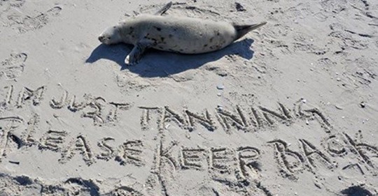 Escriben mensajes en la arena para advertir de una realidad terrible para las focas