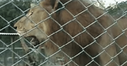 Este león pasó 13 años en una jaula de hierro. Por fin, llegó el momento de liberarlo
