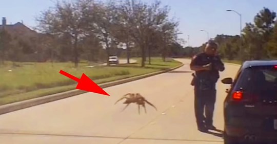 Captado en video: Una araña gigante acecha a un oficial desprevenido
