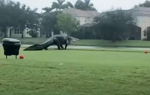 Un monstruoso caimán se pasea por un campo de golf de Florida después del huracán Eta
