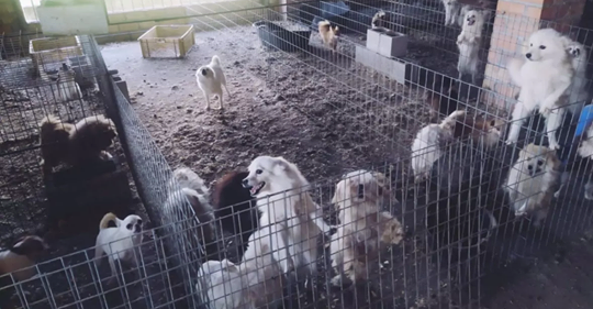 Detienen al dueño de un criadero clandestino de perros de raza que cortó las cuerdas vocales a 34 animales