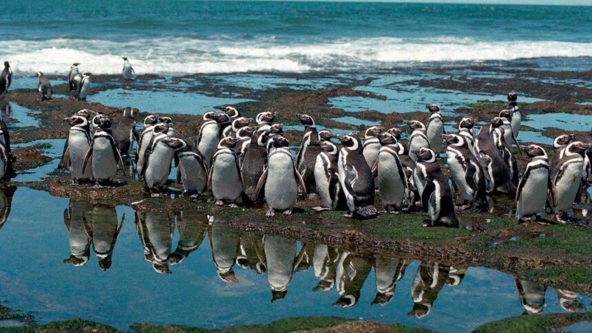 Pingüino completamente blanco es visto por primera vez en las Islas Galápagos