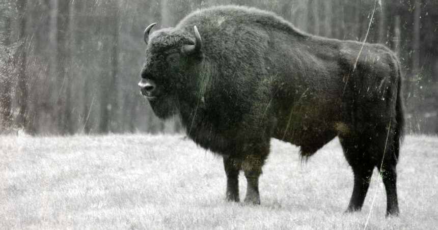 En 1924 abandonaron a 14 bisontes tras grabar una película. Así viven casi 100 años después