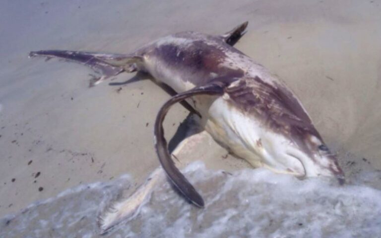 Queda en evidencia el hallazgo de un tiburón herido por un pez espada