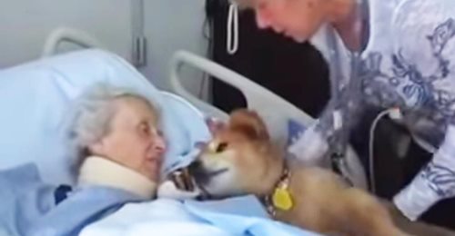 Una mujer en su lecho de muerte tiene cerca a un perro de servicio de 19 años, y el perro la consuela inmediatamente