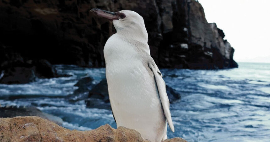 Descubren el primer pingüino completamente blanco en el planeta