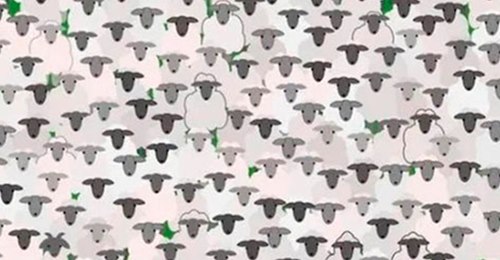 Descubre la cabra entre ovejas, un nuevo reto viral casi imposible de resolver
