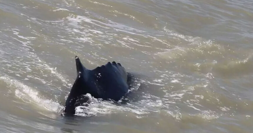 3 ballenas se equivocan y acaban en un río repleto de cocodrilos