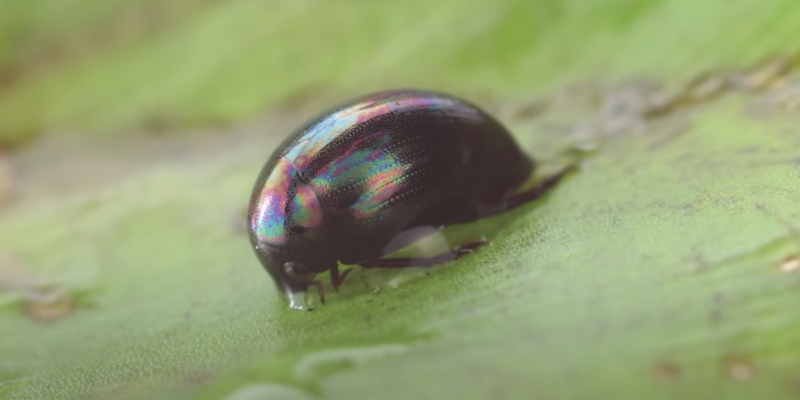 Conoce al escarabajo que sobrevive y sale por el ano tras ser engullido