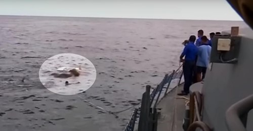 Vieron un gran elefante en medio del mar y se lanzaron a rescatarlo
