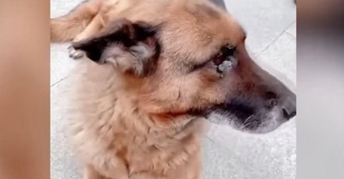 Un perro policía retirado  lloró  al reencontrarse con su entrenador