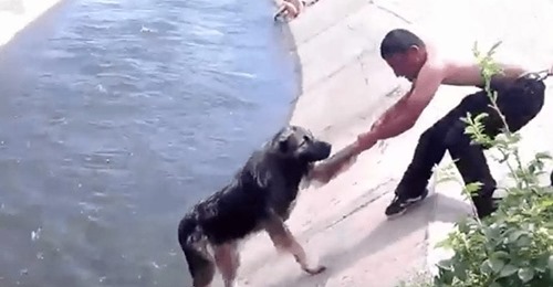 10 espectaculares rescates de perros que te harán volver a creer en el ser humano