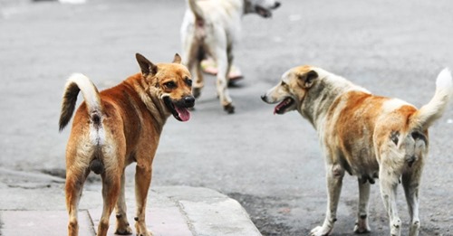 En Castilla-La Mancha ahora es legal la caza de perros y gatos con lazo y su muerte a tiros