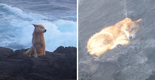 Cachorro pasa un año sentado en las rocas junto al mar esperando a que sus dueños regresen