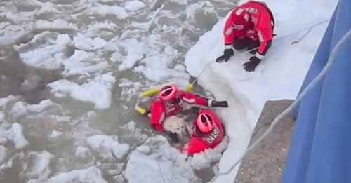 Complicado rescate para salvar a un perro de morir en las aguas heladas