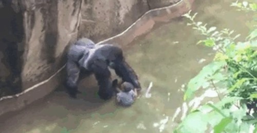Matan a un gorila para salvar a un niño que había caído al foso