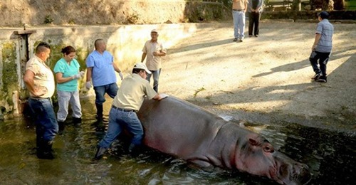Muere un hipopótamo en un zoo después de recibir una brutal paliza