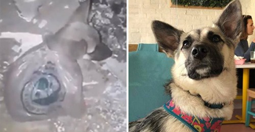 18 Animales antes y después de ser rescatados. Su mirada lo dice todo