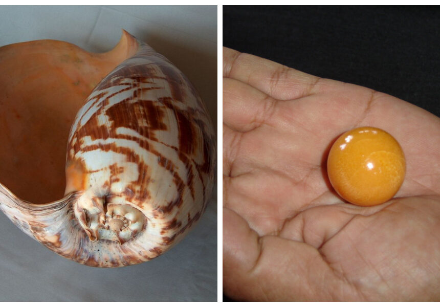 Dos pescadores encuentran una extraña perla naranja sin saber que les cambiaría la vida