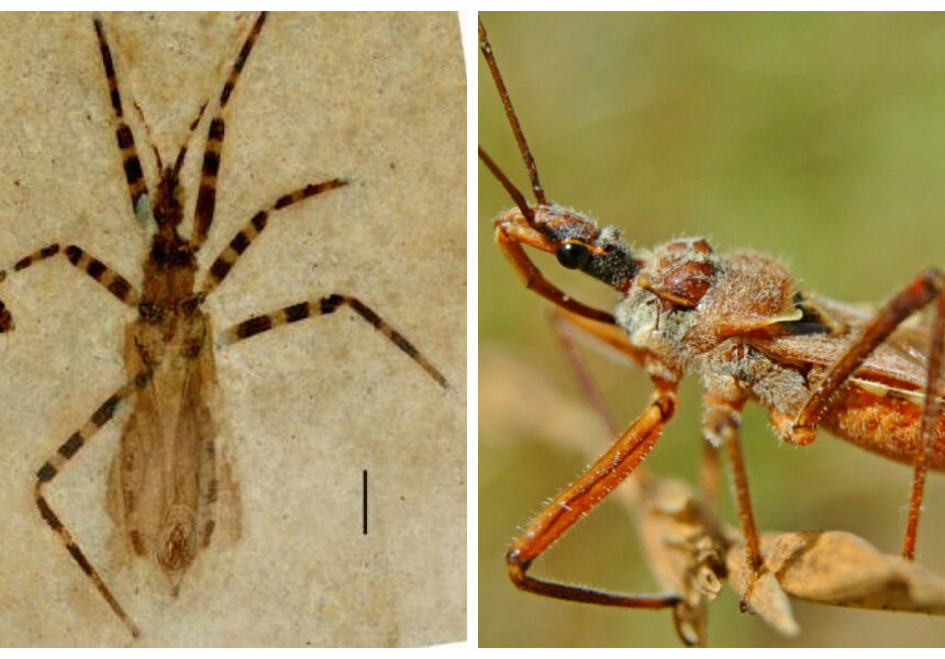 Encuentran fósil de insecto asesino de hace 50 millones de años y con los genitales intactos