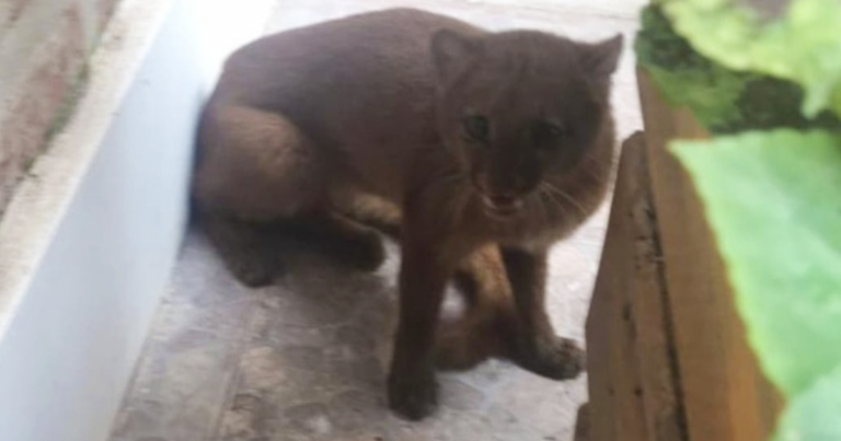 Puma en peligro de extinción aparece en el patio de una casa en Argentina