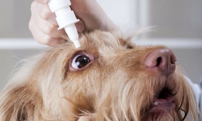 ¿Cómo tratar la conjuntivitis en un perro?