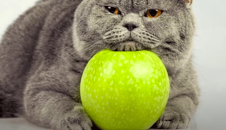 Conoce las mejores frutas para tu gato, ¿Mi gato puede comer frutas?