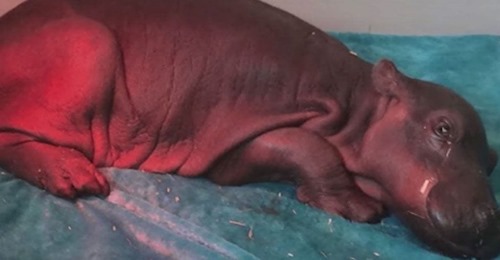 Sus padres lo abandonaron y este hipopótamo bebé acabó teniendo una familia muy especial