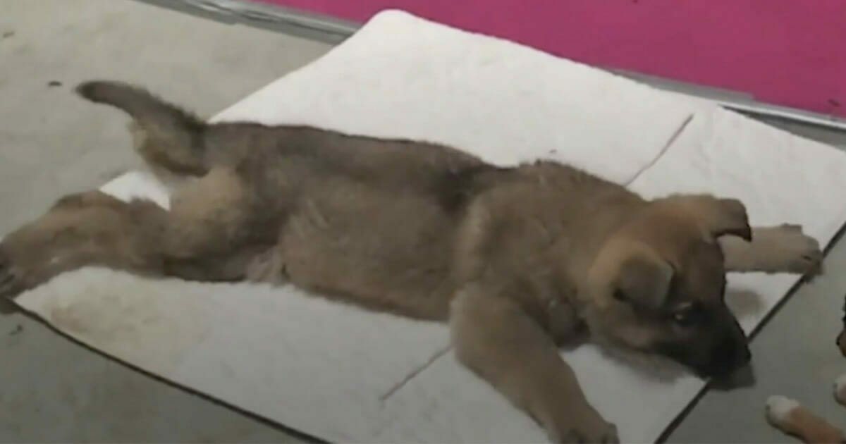 Veterinario sentencia a muerte a la cachorra y toma la aguja – pero es salvada en el ultimo segundo