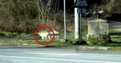 Este cachorro vagaba cerca de una concurrida carretera, pero consiguieron rescatarlo a tiempo
