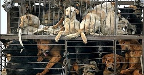 China elimina de la lista de animales comestibles a perros y gatos tras el Coronavirus