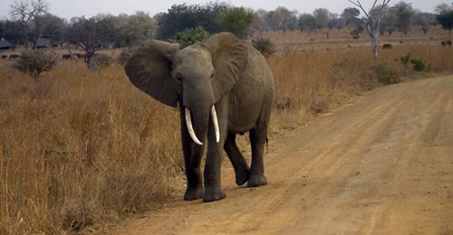 Muere un cazador furtivo aplastado por una manada de elefantes en Sudáfrica