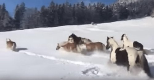 La nieve es el paraíso para los caballos, o al menos para estos