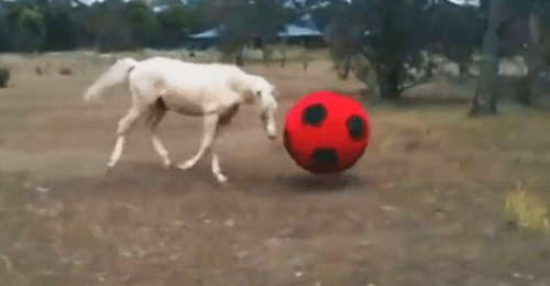 ¿Sabías que los caballos se vuelven locos si les das una pelota?