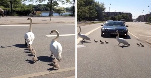 Familia de cisnes se toma su tiempo para cruzar la calle, y detienen el tránsito