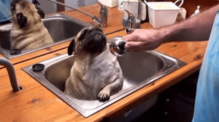 No hay ningún animal que disfrute tanto del baño como este carlino llamado Barry