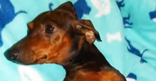 Una perra paralítica está embarazada, y recibe un hermoso final