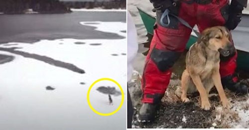 Una perrita abandonada lucha por su vida en un lago congelado hasta que dos héroes se acercan