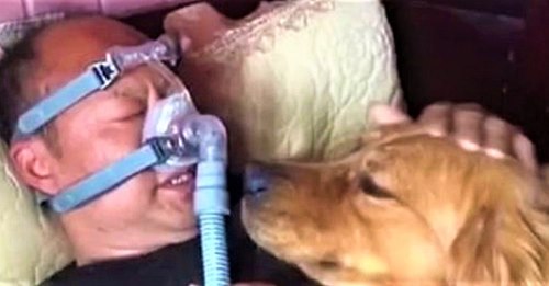 La fidelidad de un perro lo impulsa a quedarse con su dueño mientras usa un respirador