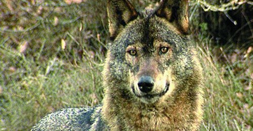 Prohibida la caza del lobo en toda España a partir del 25 de septiembre