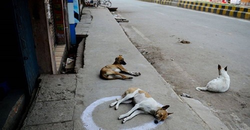 El gobierno destinará más de 80 mil dólares para alimentar a los perritos callejeros