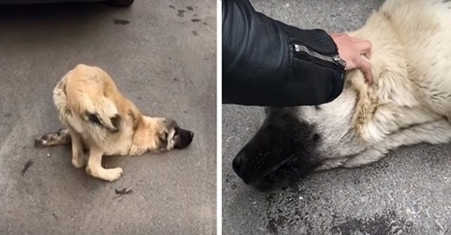 Pone su mano sobre la cabecita de un perro atropellado que dejó de luchar y le susurra al oído