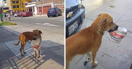 El «perrito del balde» que recorrió las calles de su ciudad suplicando un poco de agua
