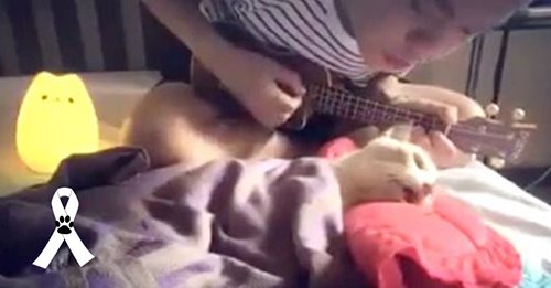 Despide a su amado gato cantándole una canción por última vez mientras da su último respiro