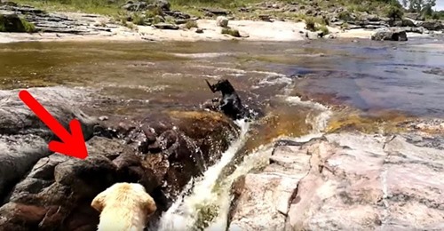 Un perro queda atrapado en una fuerte corriente y es rescatado de forma espectacular