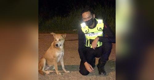 3 policías unen sus salarios para salvar la vida de un perrito callejero atropellado