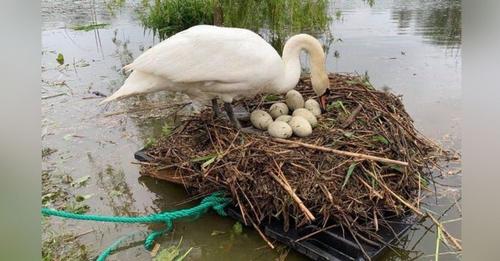 Durante 10 años un hombre ha visto un cisne perder sus huevos, desolado decide ayudarla