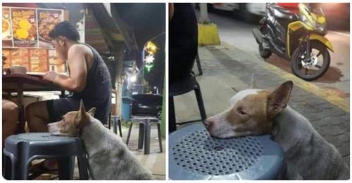 Perro flaquito apoya su cabeza en cada silla del restaurante esperando aunque sea unas migajas