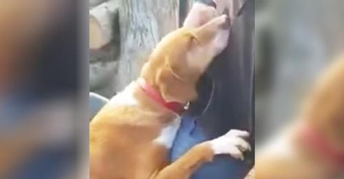 Periodista visita un refugio de animales para cubrir una historia, entonces una perra se abraza a su pierna y se niega a dejarlo ir