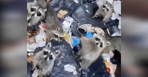 Conductor de camión encuentra en la basura a 8 hermanitos mapaches que desobedecieron a mamá